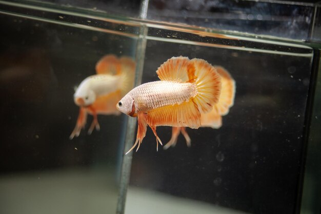 Beau poisson combattant betta siamois