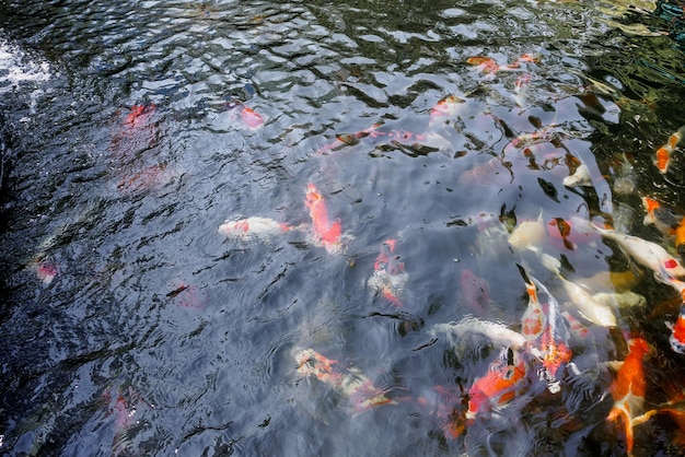 Beau poisson koi dans l'étang du jardin