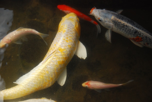 beau poisson koi dans l&#39;étang