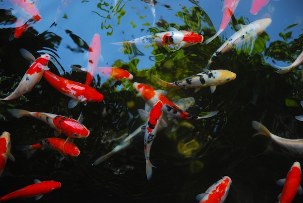 beau poisson koi dans l&#39;étang