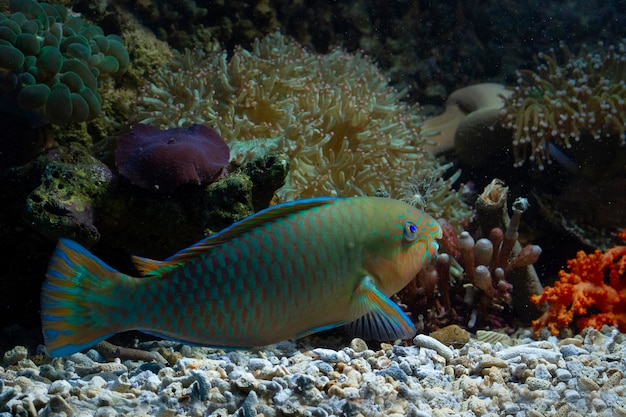 Beau poisson perroquet sur le fond marin et les récifs coralliens beauté sous-marine des poissons et des récifs coralliens