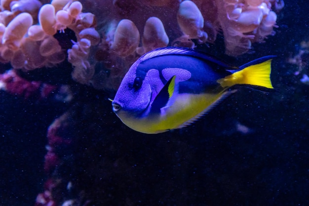 Beau poisson Regal Tang