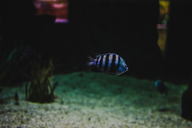 Beau poisson tropical de couleurs d&#39;eau salée dans des aquariums