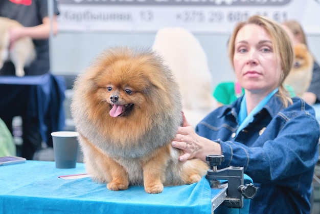 Un beau poméranien après le toilettage sur une table dans un salon pour animaux Le concept de soins pour chiens