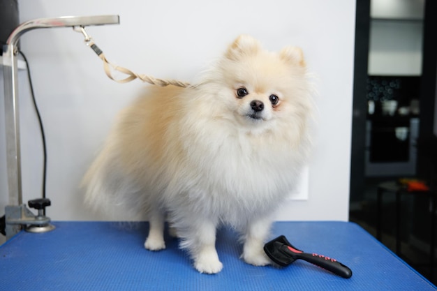 Un beau poméranien blanc avec un long manteau avant une coupe de cheveux dans un salon de chien