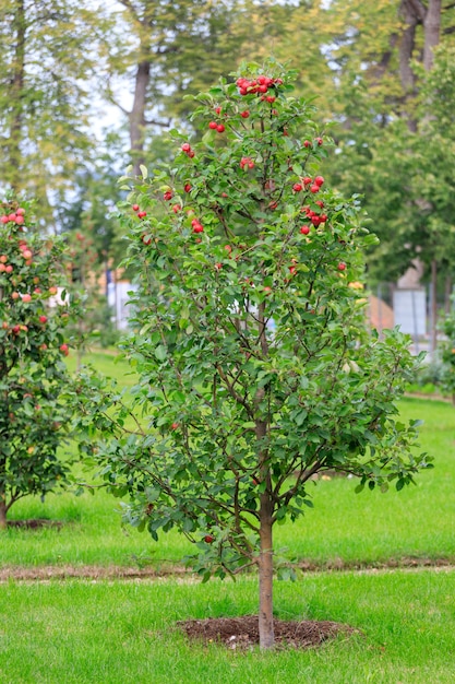 Beau pommier dans le jardin. photo de haute qualité