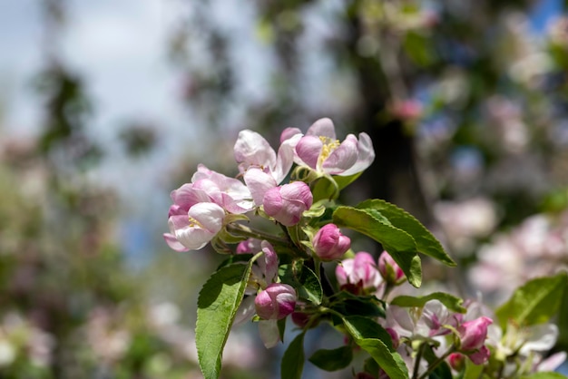 Un beau pommier en fleurs dans un verger de printemps