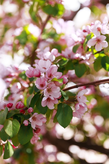 Beau pommier en fleurs Fleurs roses