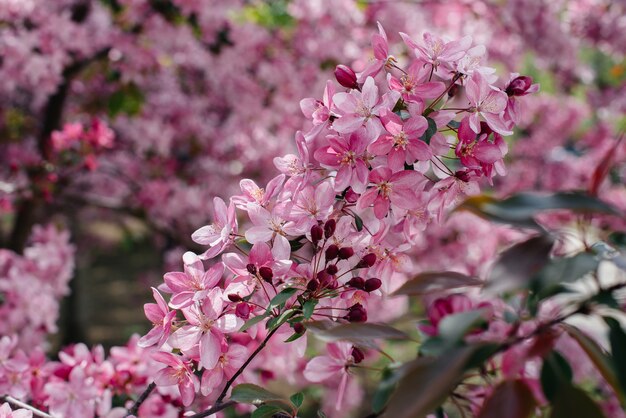 Beau pommier en fleurs rose dans le jardin de printemps