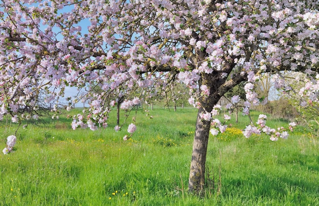 Beau pommier à fleurs roses