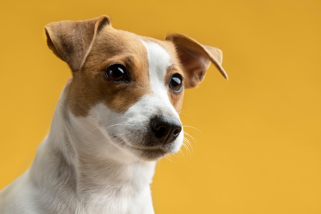 Beau portrait d'animal de compagnie de chien