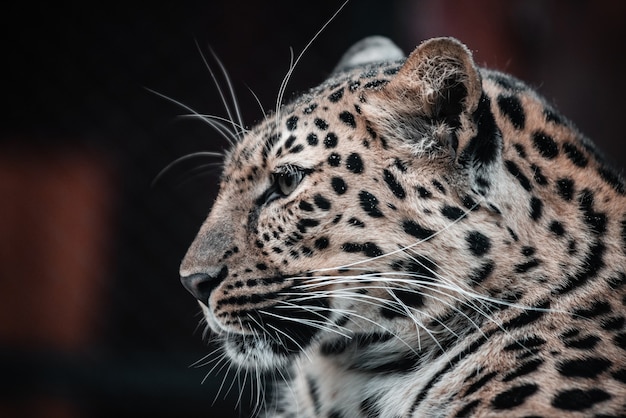 Beau portrait d'un animal prédateur. Léopard. Masculin.