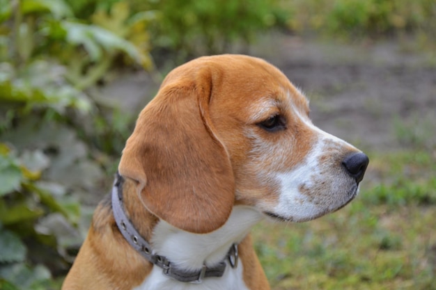 Beau portrait de beagle