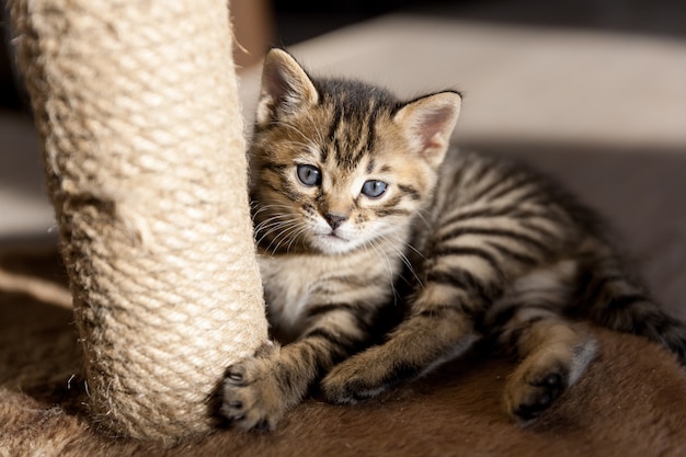 Un beau portrait de bébé chaton bengal rayé allongé sur le sol