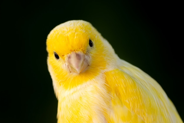 Beau portrait d'un canari jaune