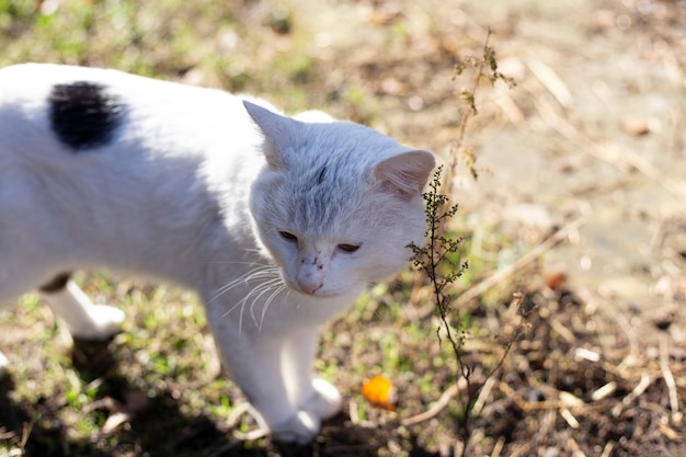 Beau portrait de chat blanc assis dans le jardin