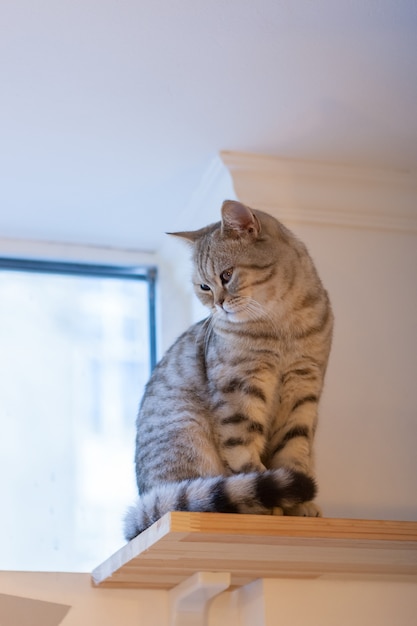 beau portrait d&#39;un chat British Shorthair.