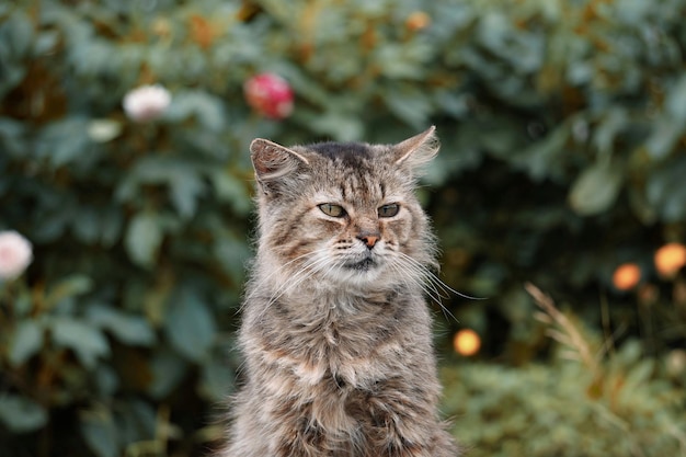 beau portrait de chat, chat regardant la caméra