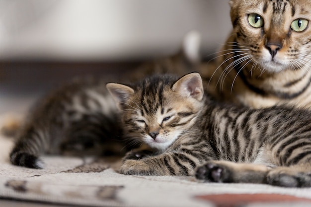 Beau portrait de chat du Bengale avec ses bébés chatons rayés gisant sur le sol