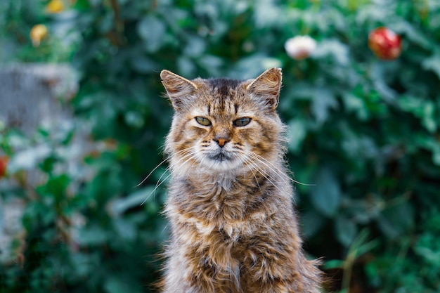 beau portrait de chat errant regardant la caméra