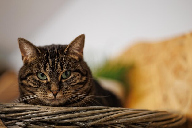 Beau portrait de chat tigré détendu