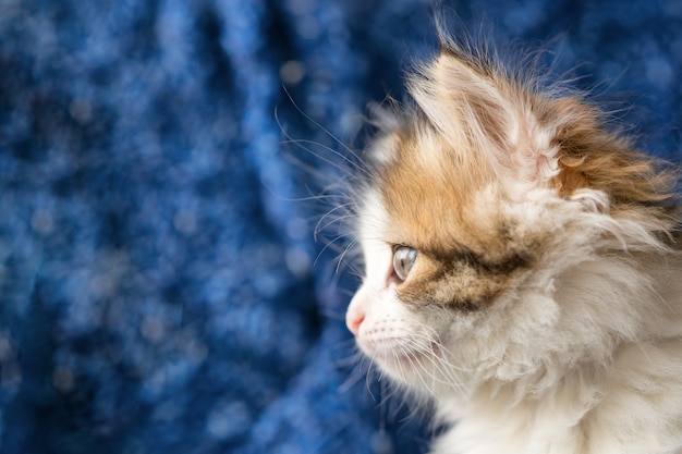 Beau portrait d&#39;un chaton moelleux sur bleu