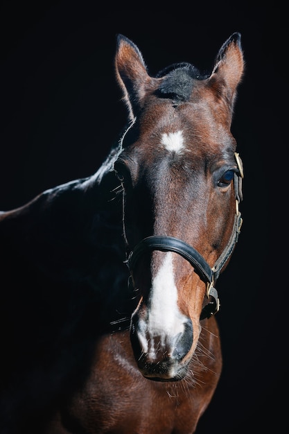 Beau portrait de cheval bai sur mur sombre