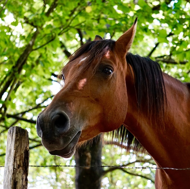 beau portrait de cheval brun dans la montagne