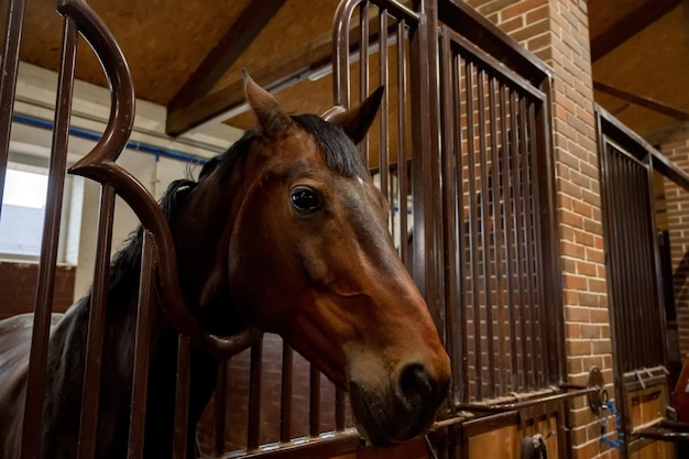 Beau portrait de cheval dans une lumière chaude dans une écurie