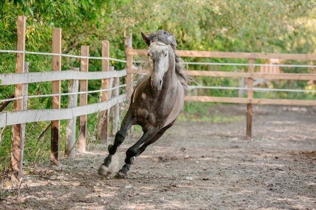 Beau portrait de cheval en mouvement dans l'étalon. Équin. Campagne. Équestre