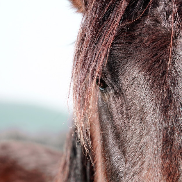 Beau portrait de cheval noir dans le pré