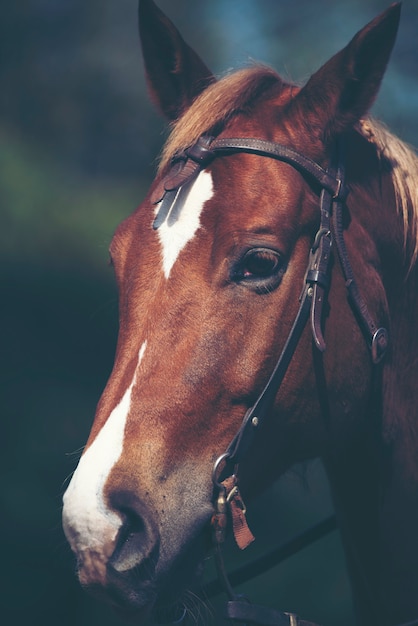 Beau portrait de cheval rouge