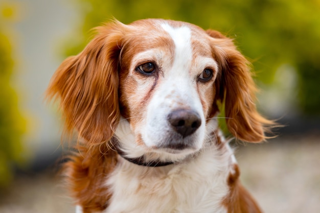 Beau portrait d&#39;un chien blanc et brun