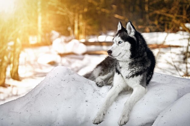 Photo beau portrait de chien husky neigeuse forêt ensoleillée fond d'hiver espace de copie