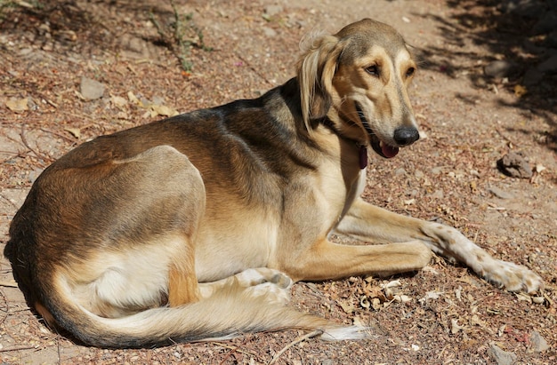 Beau portrait de chien lévrier afghan