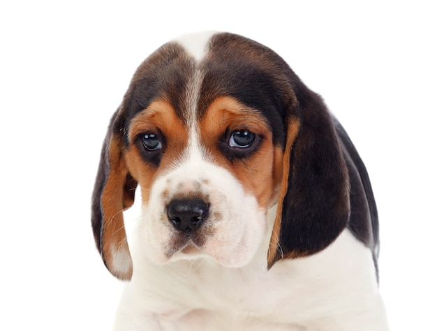 Beau portrait d&#39;un chiot beagle marron et noir