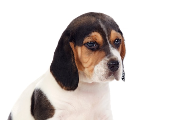 Beau portrait d&#39;un chiot beagle marron et noir