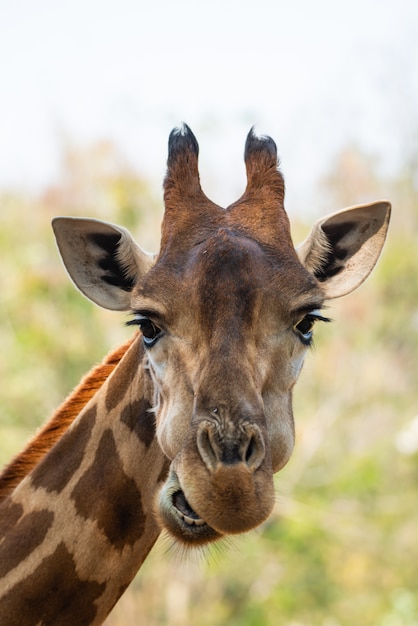 Un beau portrait de girafe