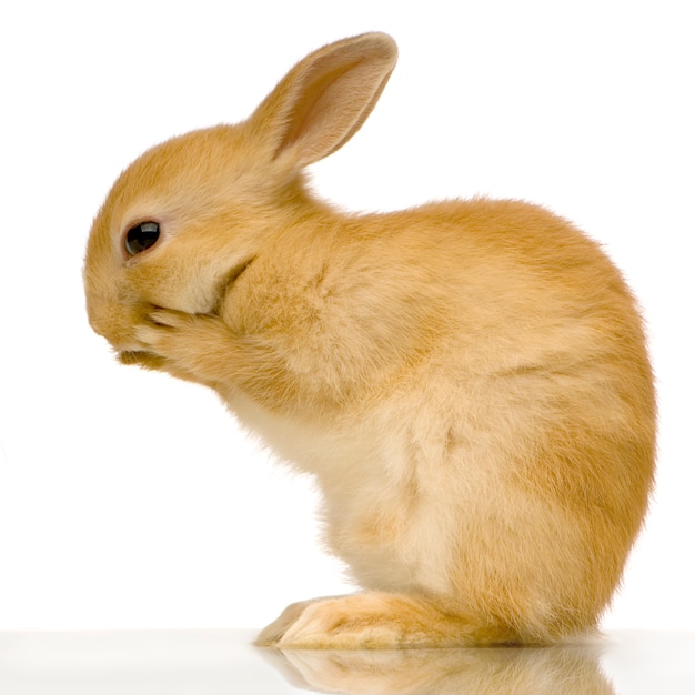 Beau portrait de lapin isolé