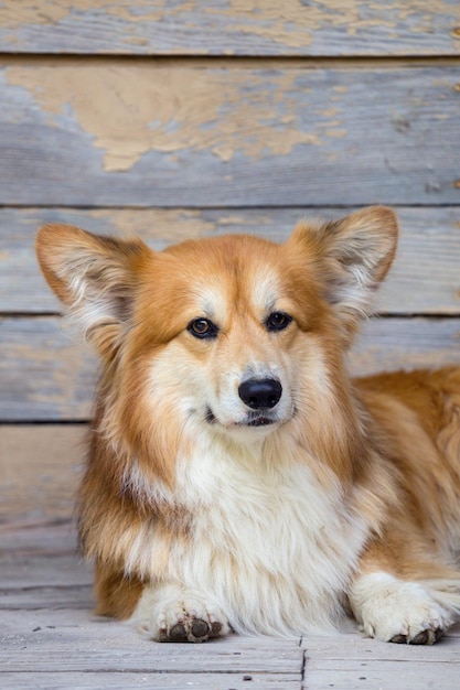 Beau portrait moelleux de corgi contre un fond de mur en bois vintage