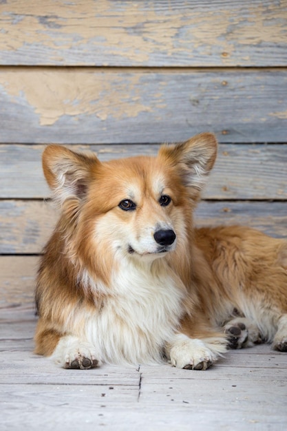 Beau portrait moelleux de corgi contre un fond de mur en bois vintage