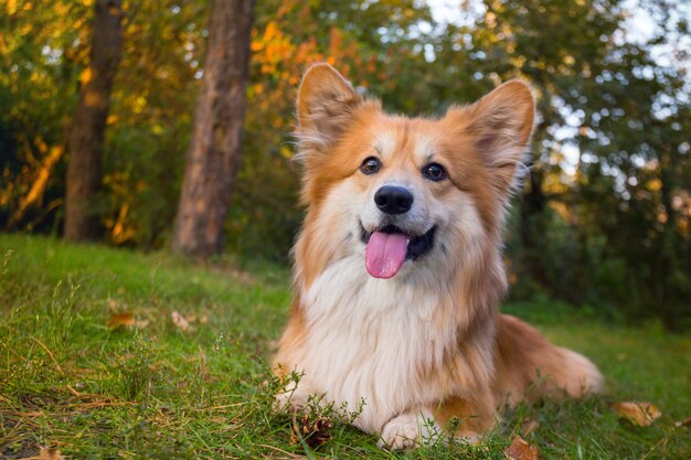 Beau portrait moelleux de corgi à l'extérieur. automne