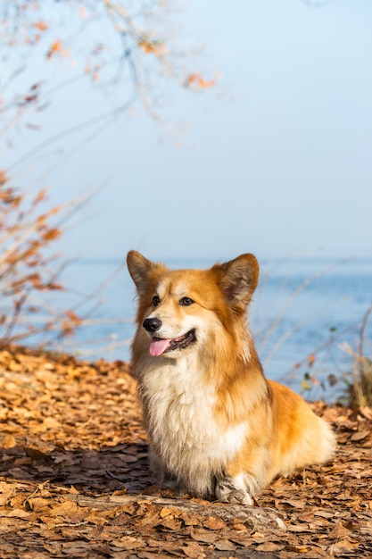 Beau portrait moelleux de corgi à l'extérieur. automne