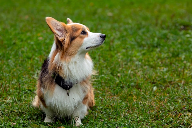 Beau portrait moelleux de corgi à l'extérieur