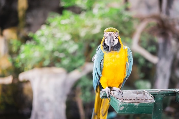 Beau portrait de perroquet Ara, oiseau dans le jardin.