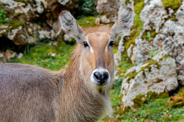 Beau portrait d'une sorte d'antilope, le Cobo Lichi