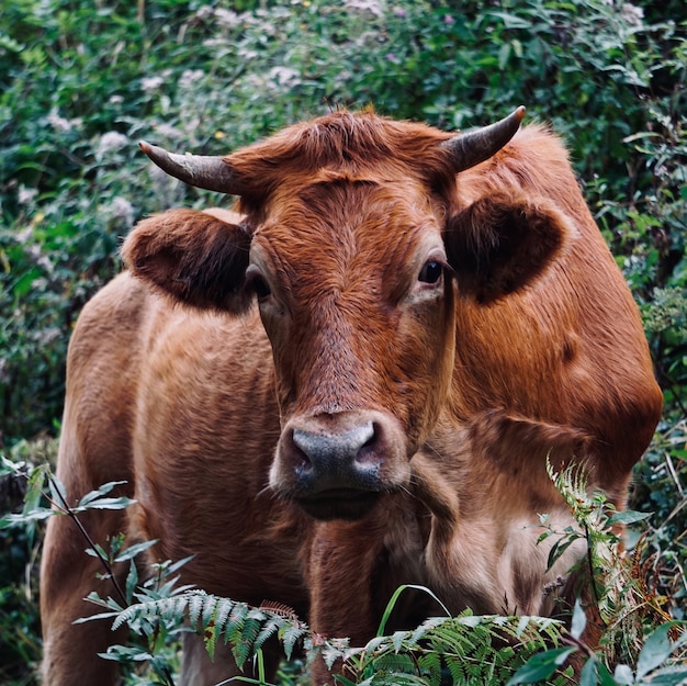 beau portrait de vache brune dans la nature