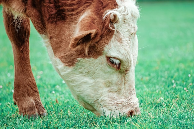 beau portrait de vache brune dans le pré