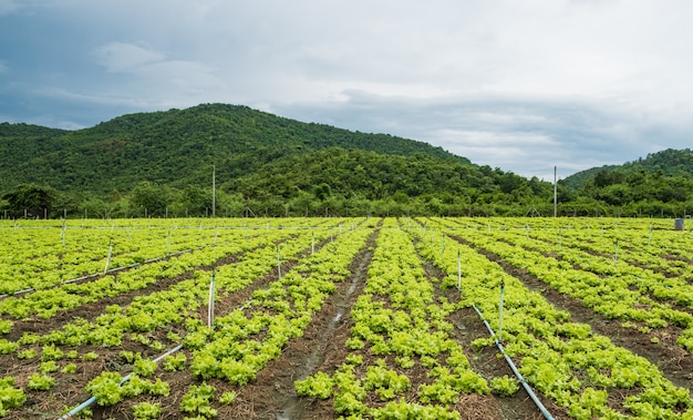 Le beau potager vert dans le fond de la montagne