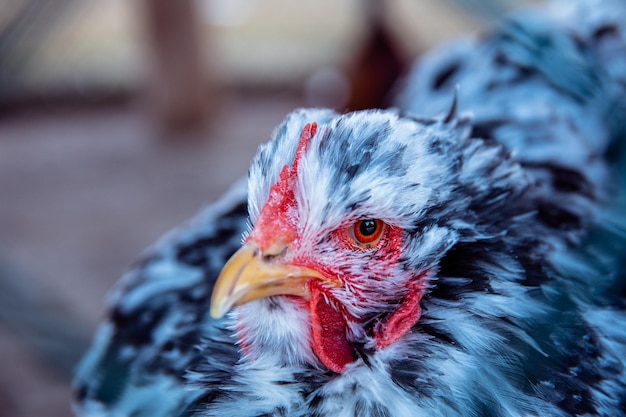 Beau poulet coloré Portrait d'un poulet domestique avec un pétoncle et une barbe